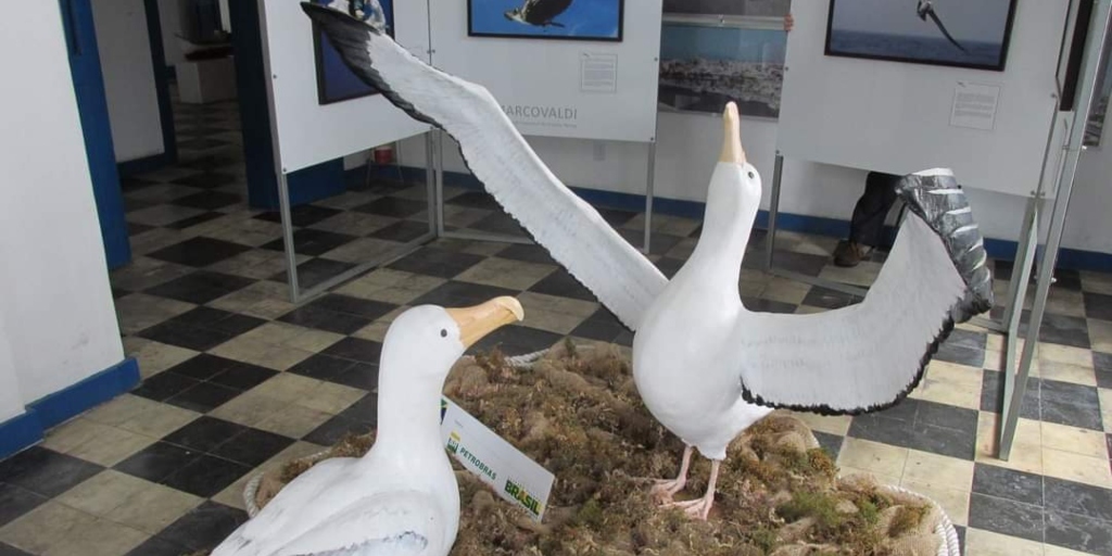 Cabo Frio terá primeiro Centro de Visitação do Projeto Albatroz no Brasil