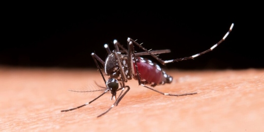 Brasil tem mais de 1.100 mortes por dengue em 2024; Estado do RJ segue em alerta máximo 