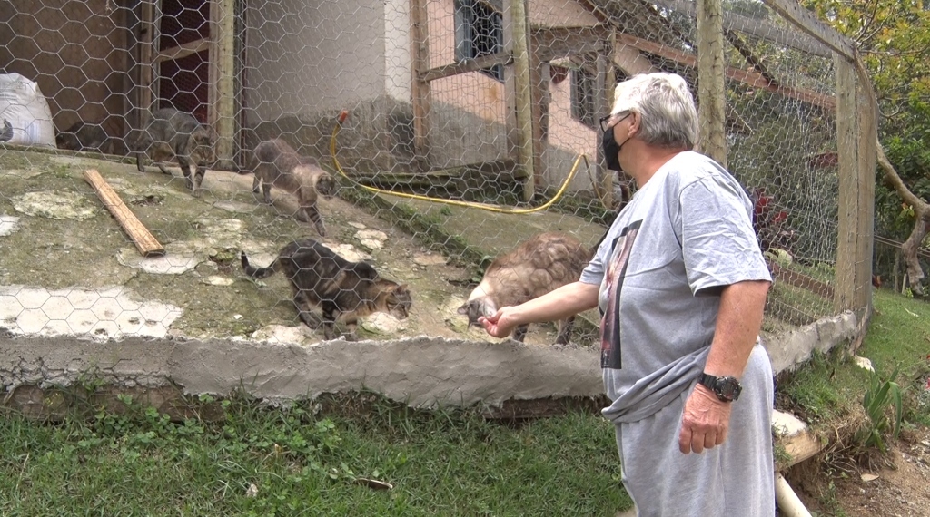 Nilcea tem hoje 28 cães e 60 gatos, todos resgatados da rua.