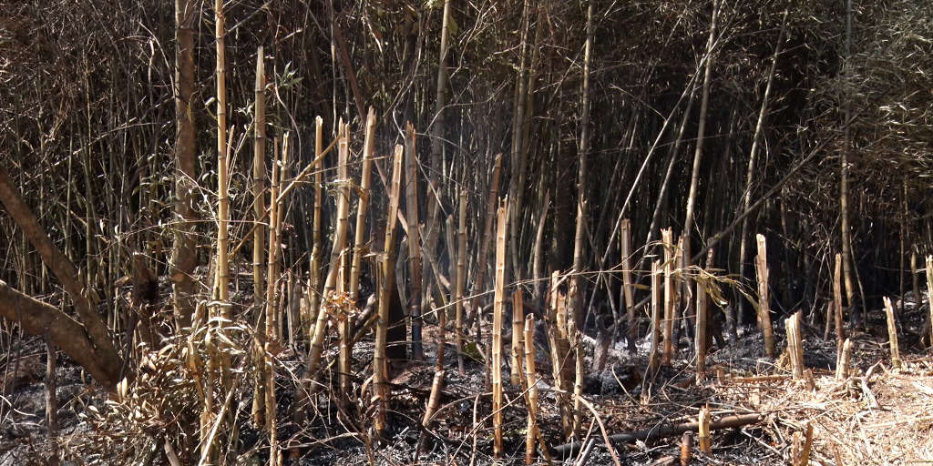 Ação humana pode ter provocado focos de incêndio em vegetação de Nova Friburgo