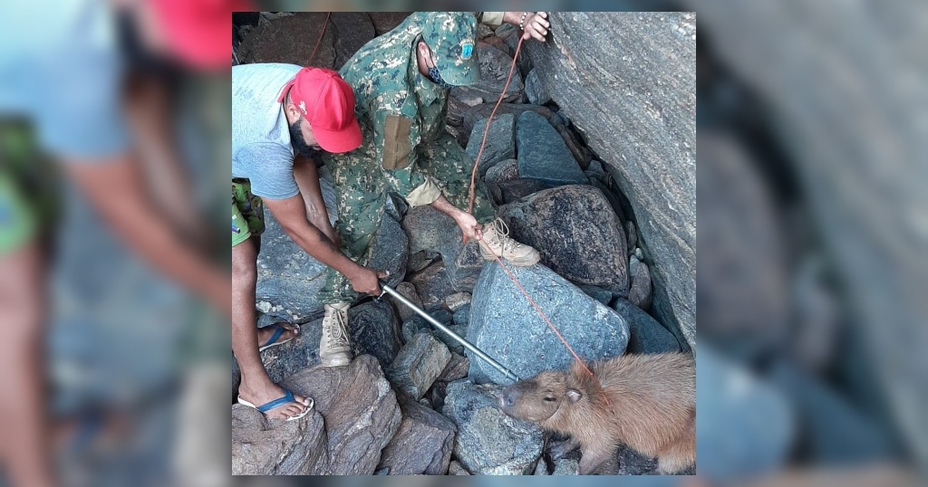 Capivara fica presa e é resgatada por agentes da Guarda Ambiental, em Búzios