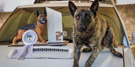 Teresópolis conquista 2º lugar em prova do Campeonato de Cães das Guardas Municipais do Brasil