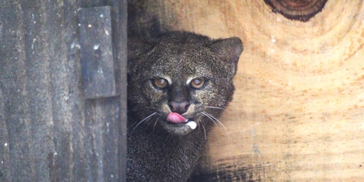 Ameaçado de extinção, gato-mourisco é resgatado e devolvido à natureza em Teresópolis