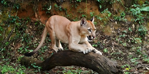 Parque dos Três Picos recebe instalação interativa sobre a Mata Atlântica a partir desta quinta, em Cachoeiras de Macacu