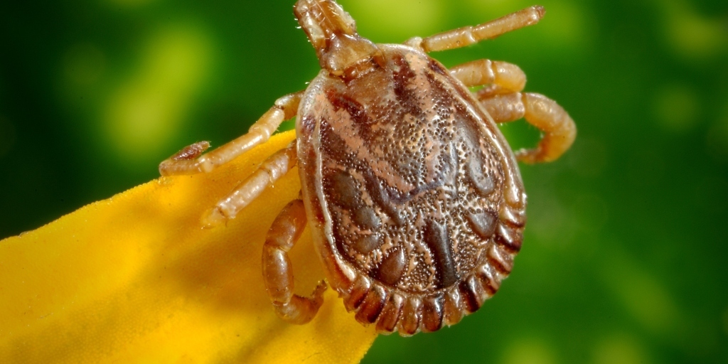 Febre maculosa é transmitida para humanos por carrapato