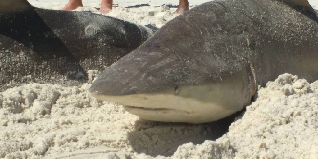 Pescadores artesanais já pescaram cações em praias de Arraial do Cabo 