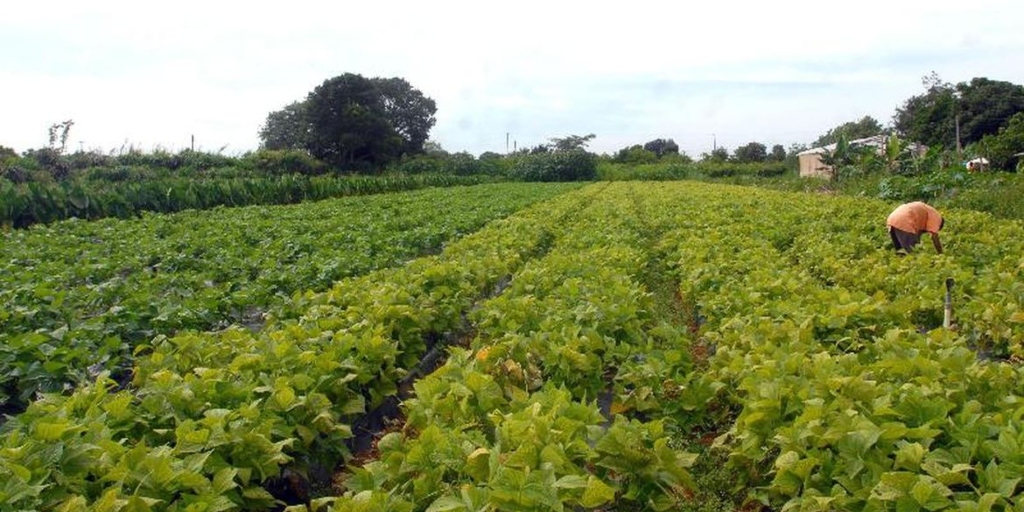 Ceasa, em Friburgo, terá Circuito Agro de Negócios com abertura de crédito para produtores 