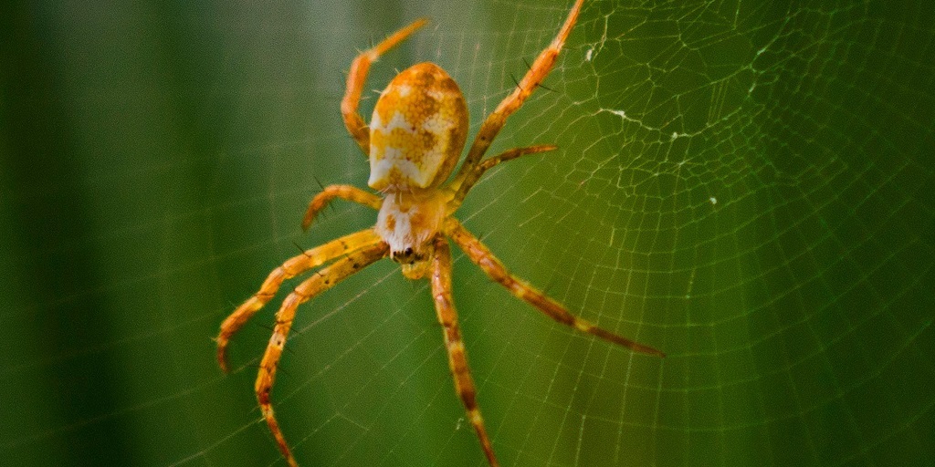 Esqueça os escorpiões! Acidentes com aranhas em Nova Friburgo são 5 vezes maior