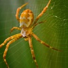 Esqueça os escorpiões! Acidentes com aranhas em Nova Friburgo são 5 vezes maior