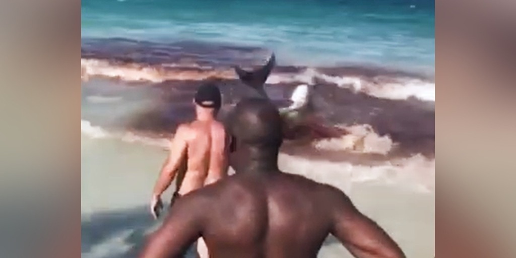 Baleias são confundidas com tubarões ao encalharem em praia de Arraial do Cabo; veja vídeo