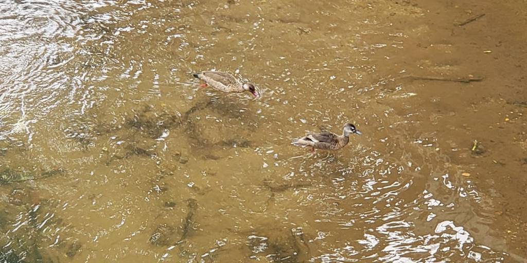 Além das capivaras, patos também são vistos no Rio Bengalas, em Nova Friburgo