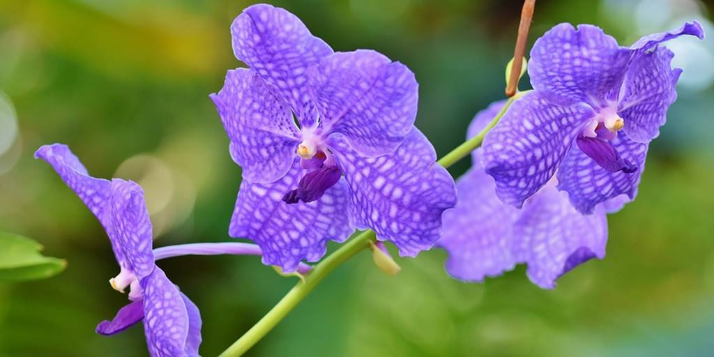 Segundo comerciantes, orquídeas são algumas das flores mais vendidas no período que antecede o Dia das Mães