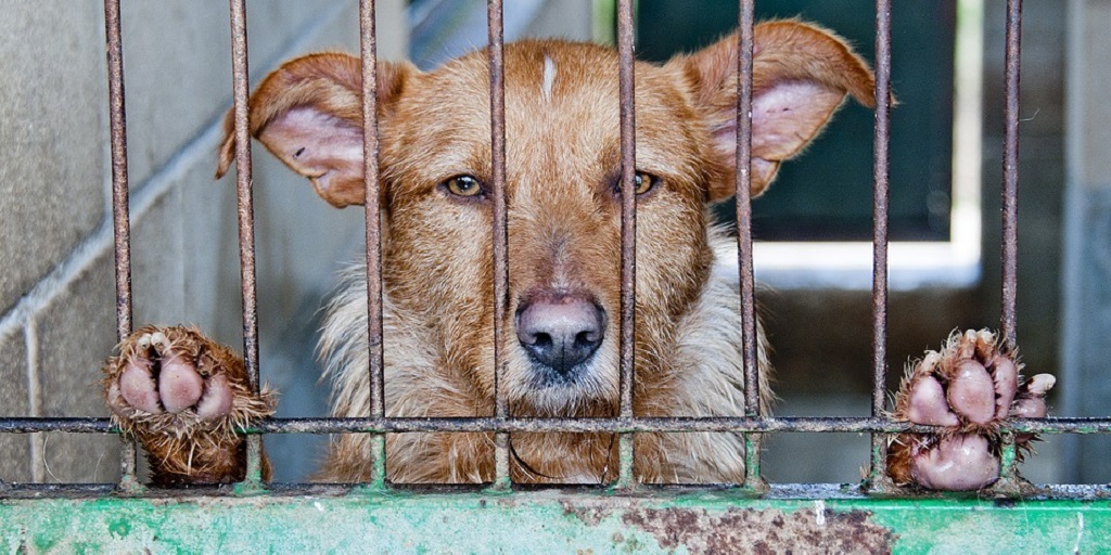 Estado pode ganhar cadastro único para protetores e cuidadores de animais