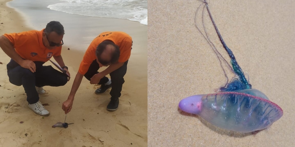 Caravelas-portuguesas foram encontradas na última semana, na Praia do Canto, em Búzios