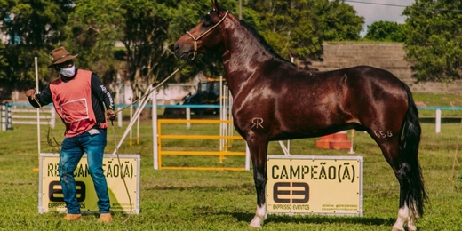 Cabo Frio recebe Exposição Estadual do Cavalo Mangalarga Marchador a partir desta quarta 