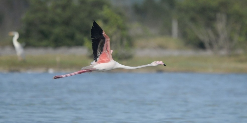 Ave virou atração na Lagoa de Araruama, que está recebendo vários observadores de pássaros