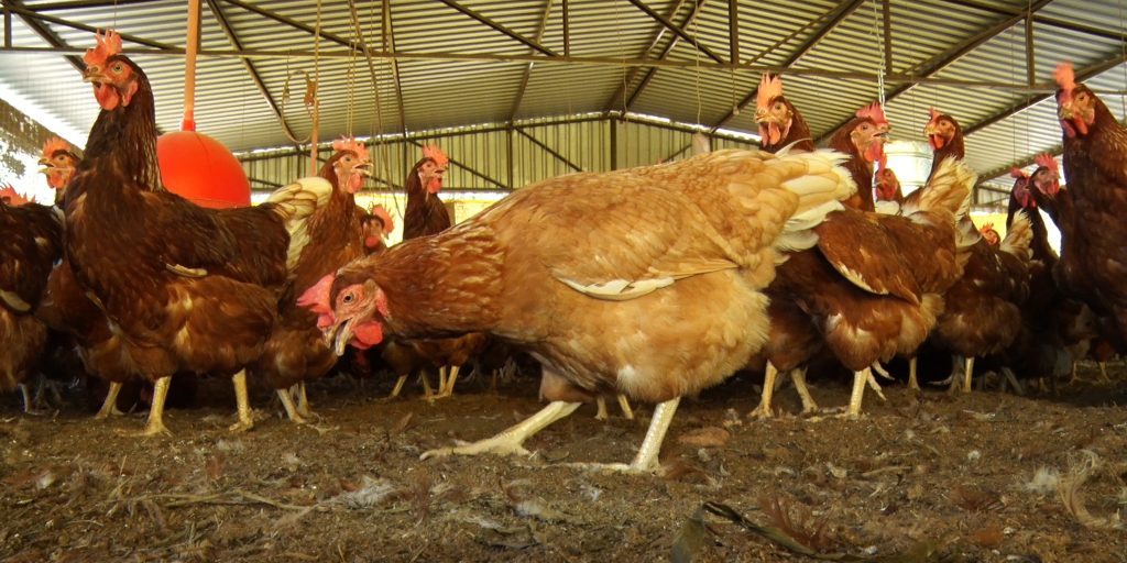 Milho faz parte da ração de aves como as galinhas