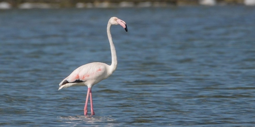 Flamingo raro no Brasil é avistado na Lagoa de Araruama