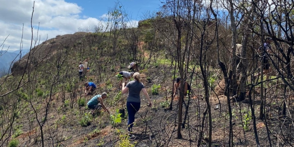 Ao longo de quatro dias, foram plantadas as espécies Ipê, Guapuruvu, Sibipiruna, Manacá e Paineira