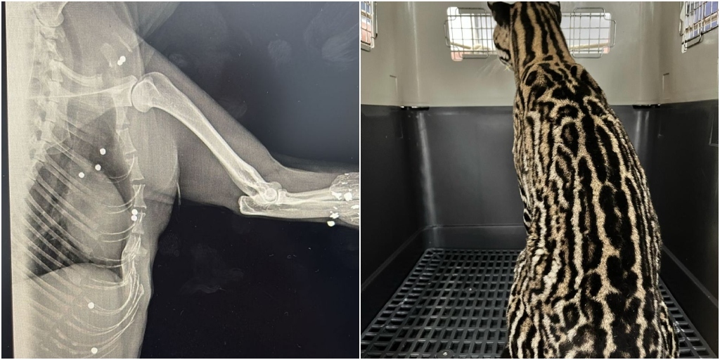 Animal apresentava uma fratura, espinhos de ouriço no pescoço e cerca de trinta projéteis pelo corpo