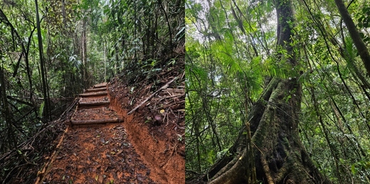 Parque Estadual dos Três Picos inaugura trilha de 924 metros entre árvores centenárias