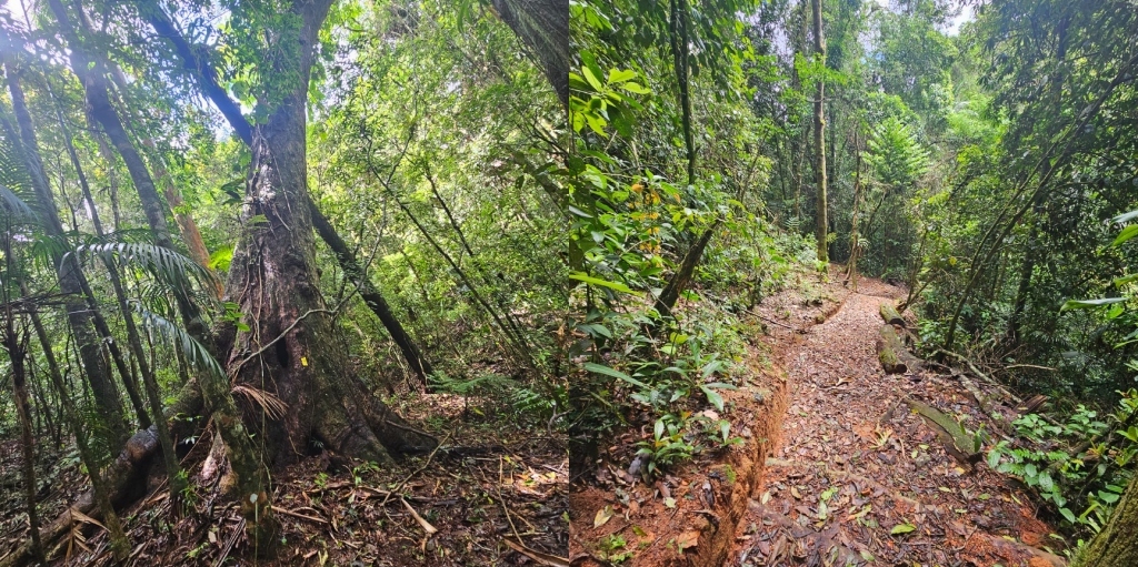 Percurso de 924 metros visita espécies de figueiras, jequitibás, jacarandás, entre outros