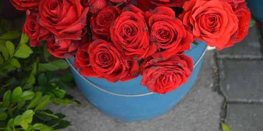 Floricultores de Friburgo estarão em vários bairros a partir desta sexta-feira