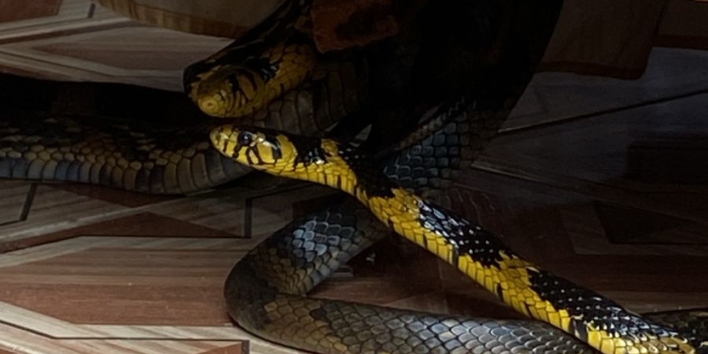 Inea resgata casal de cobras em 'cena curiosa' no distrito de Lumiar, em Nova Friburgo
