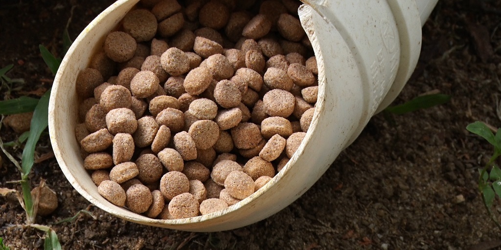 Projeto em Nova Friburgo leva comida e água para cachorros de rua 