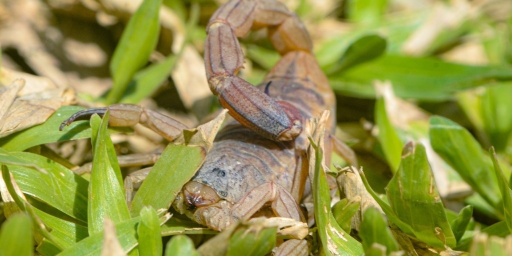 Foram coletados quase 200 escorpiões vivos recentemente