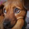 Animais são reféns de crueldades em Nova Friburgo