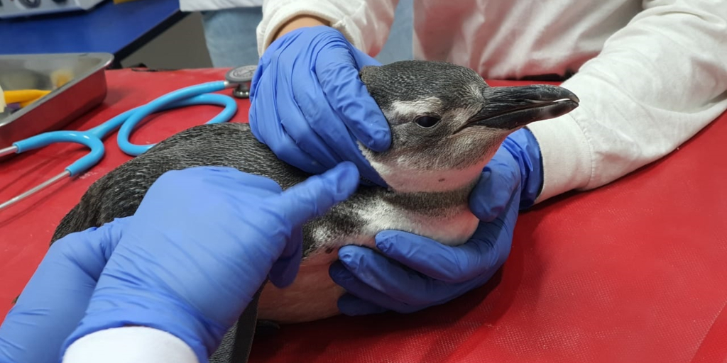 Projeto de Monitoramento de Praias atua na reabilitação de pinguins
