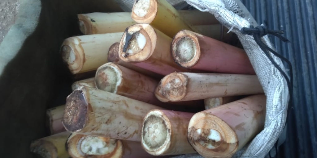 Palmito-juçara está sob risco de extinção