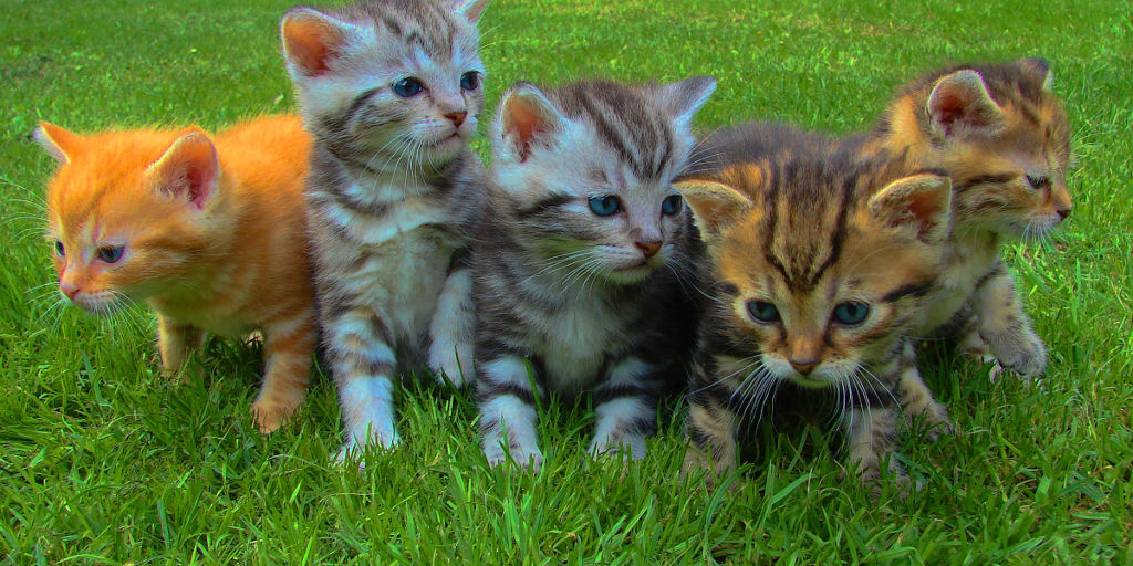 As doenças mais comuns que afetam os gatos 