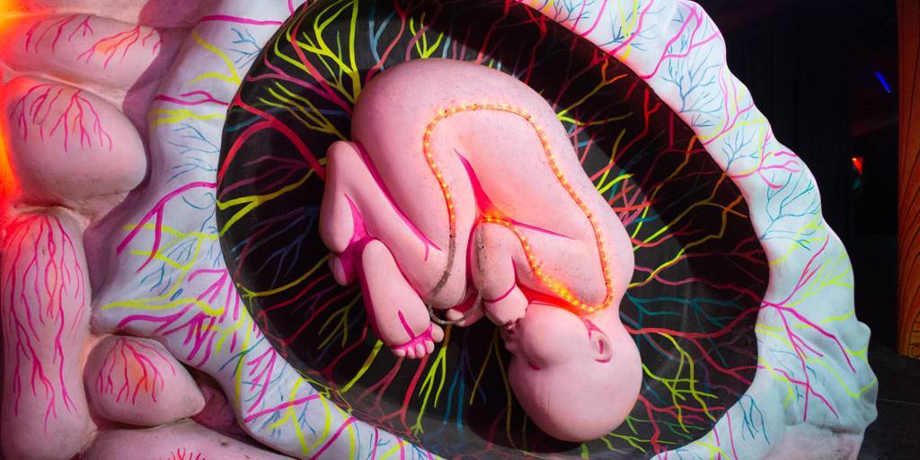 O útero com o bebê em gestação
