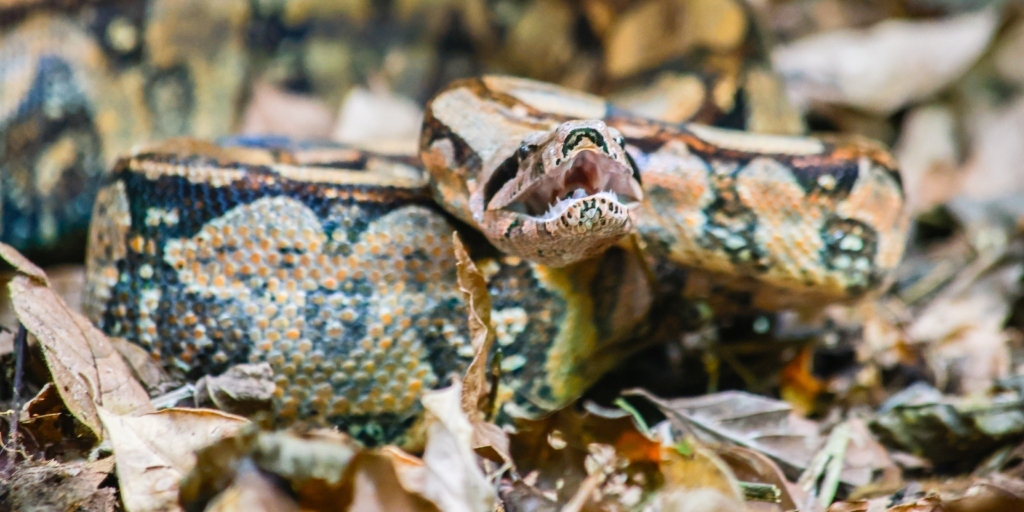 Antes de ser devolvido ao seu habitat natural, o animal passou por avaliação médica