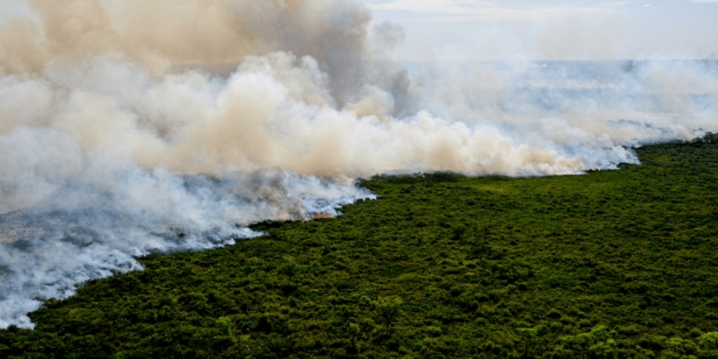 Queimadas destruíram 20% do território 