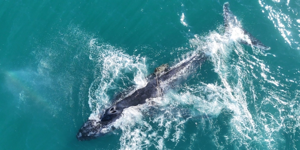 Temporada de avistamento de baleias atrai atenção em Arraial do Cabo