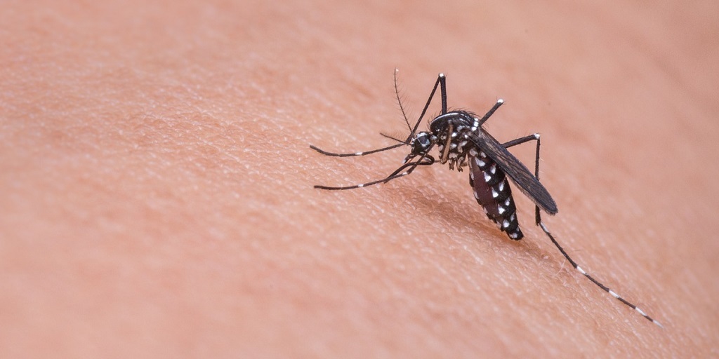 O que se sabe até agora sobre o vírus mayaro, “primo” da chikungunya?