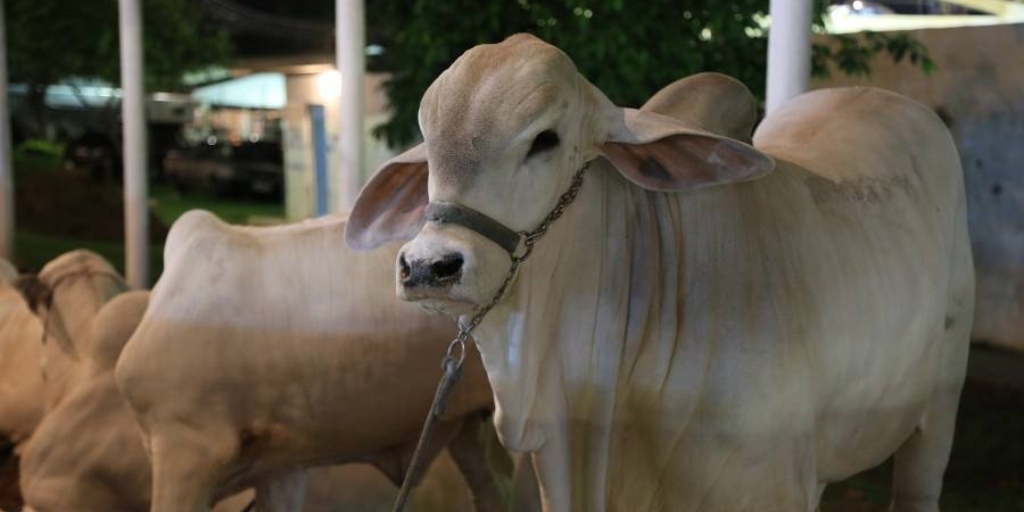 Exposição de animais atrai milhares de pessoas todos os anos 