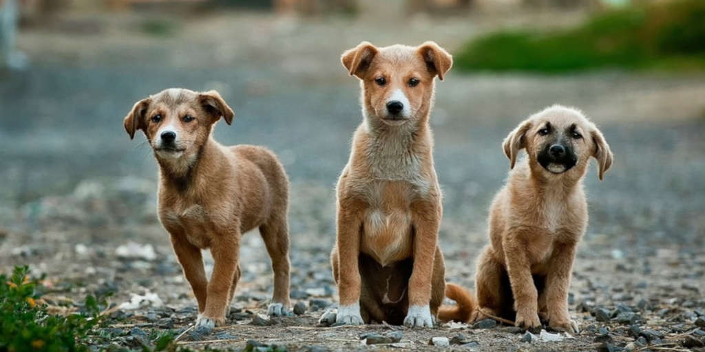 Natal com muito amor e carinho! Nova Friburgo terá 9ª Campanha de Adoção de Cães