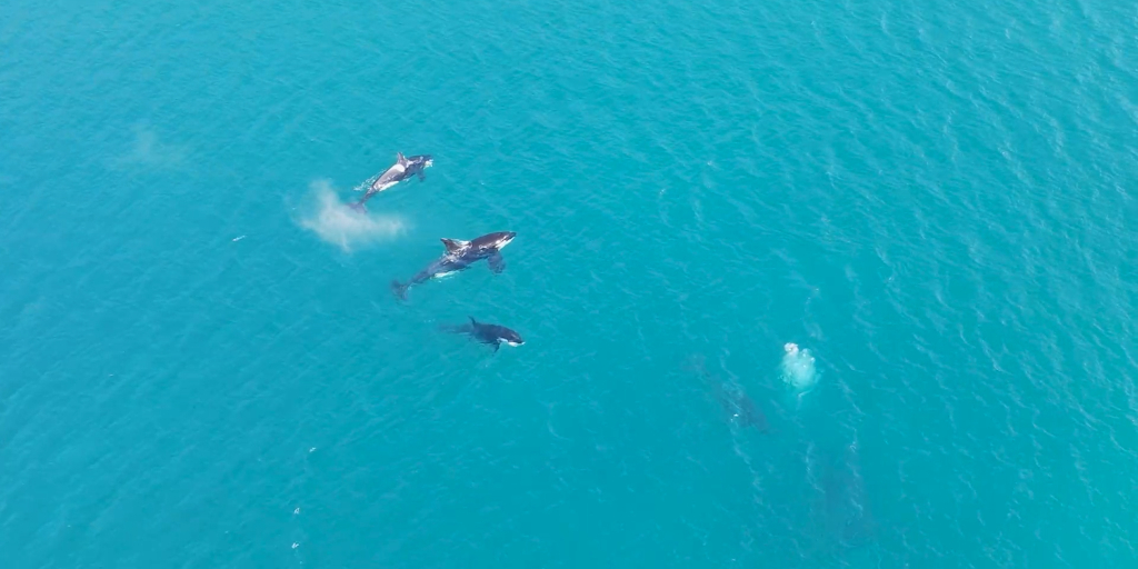 Animais foram avistados nessa quarta-feira no mar de Arraial do Cabo