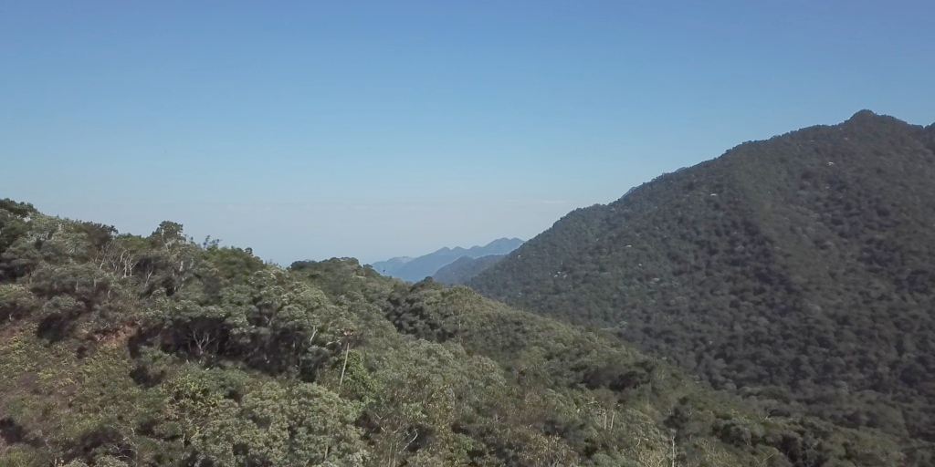 Dia Nacional da Mata Atlântica traz reflexões sobre importância da preservação do meio ambiente