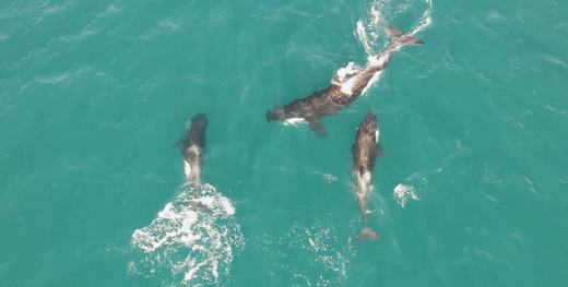 Balé nas águas! Dez orcas são flagradas brincando em Arraial do Cabo; veja vídeo