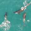 Balé nas águas! Dez orcas são flagradas brincando em Arraial do Cabo; veja vídeo