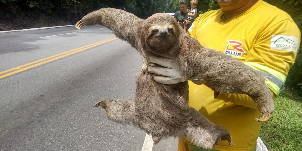 De boas! Bicho-preguiça é resgatado cruzando a estrada na RJ-116