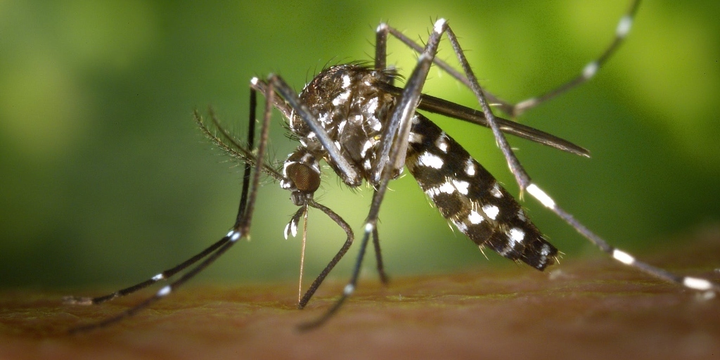 Aproveite o tempo em casa para manter os cuidados contra o Aedes aegypti