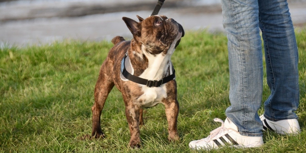 Proibido o uso e a comercialização de coleira de choque em cães no estado do Rio