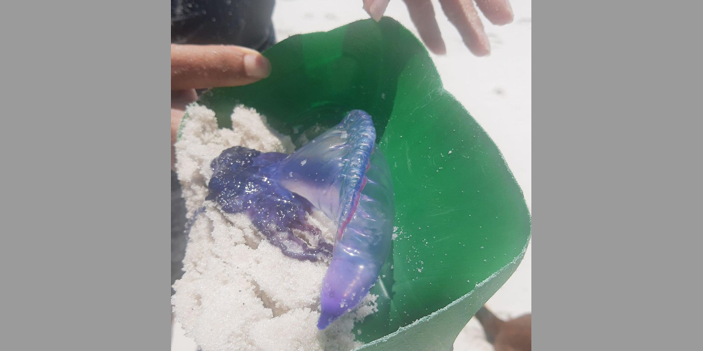 Banhistas capturaram caravela-portuguesa na Praia de Massambaba, em Arraial do Cabo