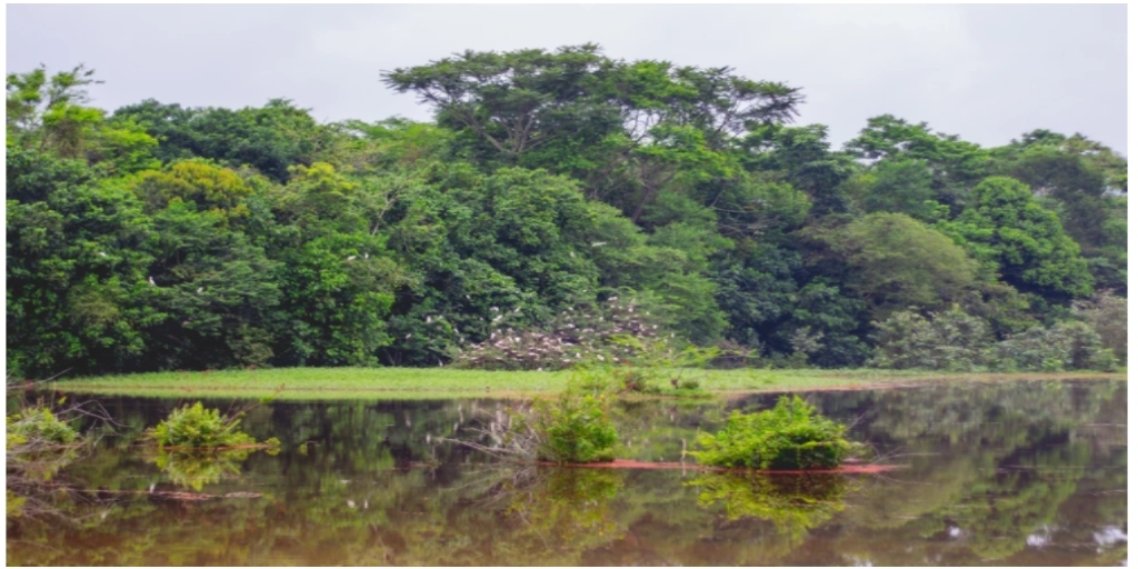 Riquezas da fauna e flora: livro do Projeto Guapiaçu é lançado em Cachoeiras de Macacu